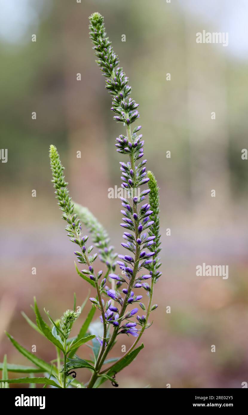 Longleaf speedwell Foto Stock