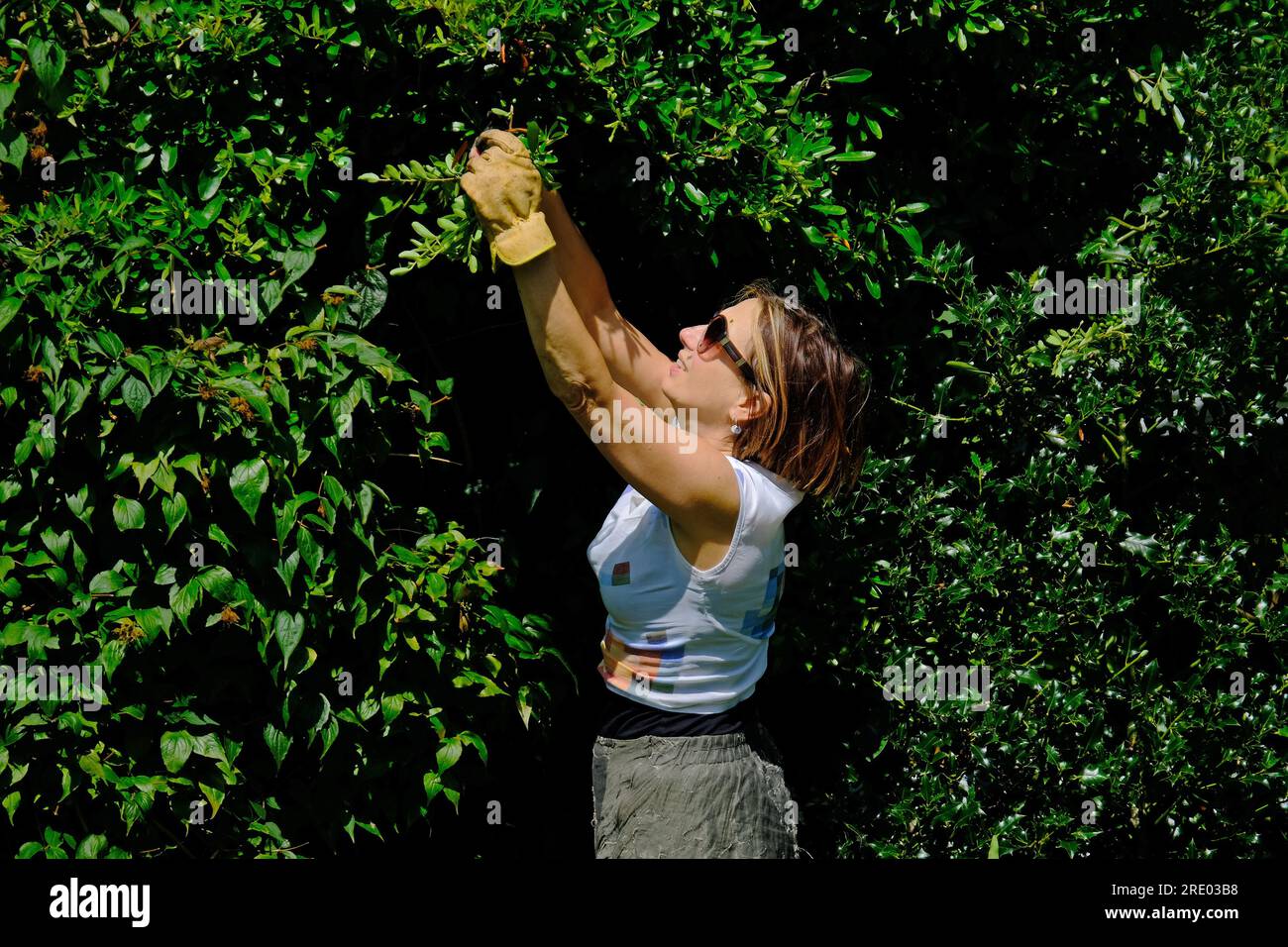 Una donna che taglia, taglia, una siepe da giardino. Foto Stock