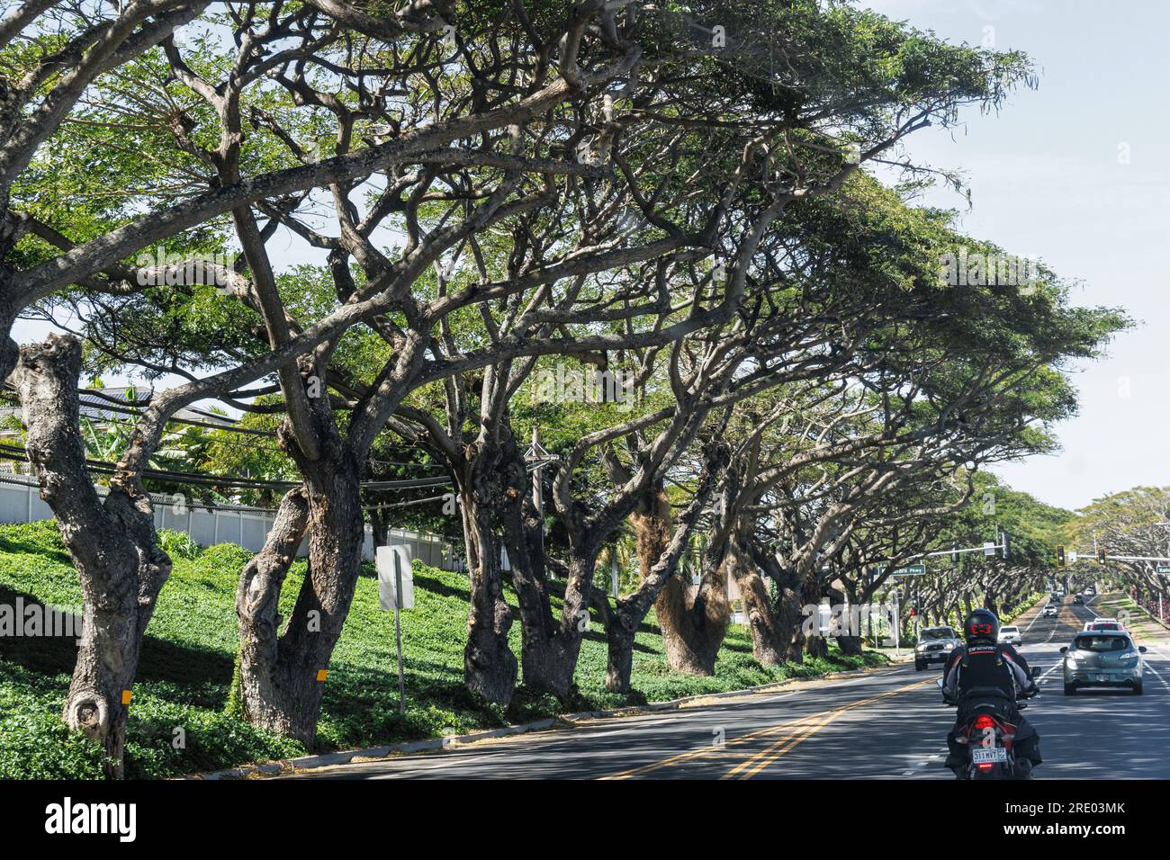 avenue, con baldacchino parzialmente chiuso sulla strada, USA, Hawaii, Honoapiilani Hwy, Waikapu Foto Stock