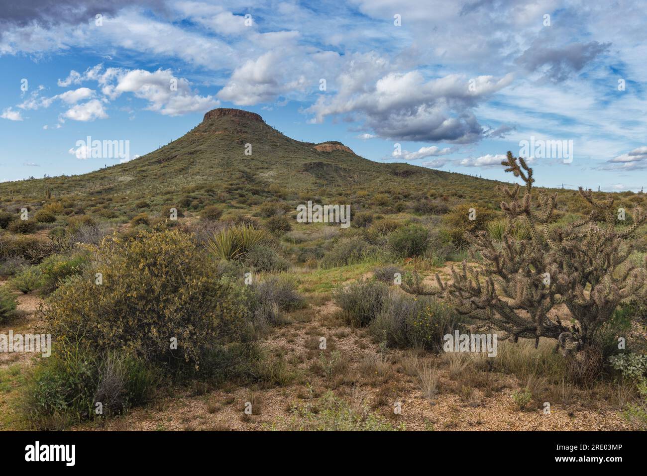 Brown Mountain con molti saguaro, USA, Arizona, Brown's Ranch Trailhead, Scottsdale Foto Stock