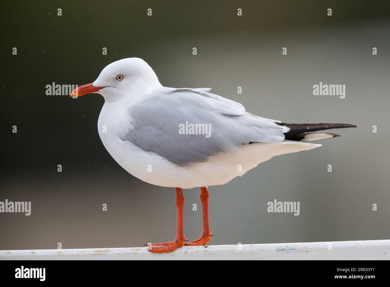 Gabbiano d'argento (Chroicocephalus novaehollandiae, Larus novaehollandiae), sitting, Australia, Suedaustralien Foto Stock