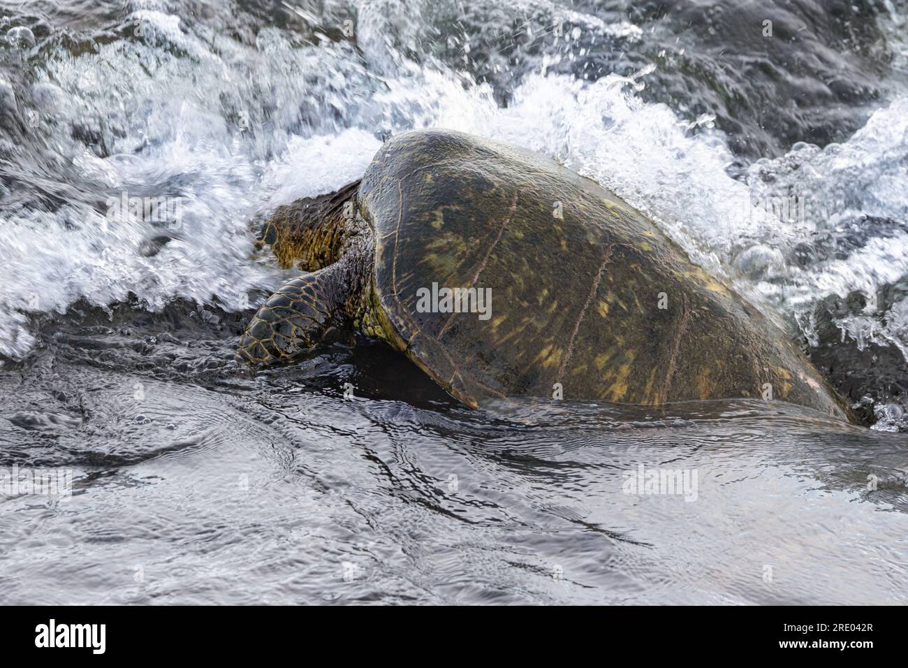 Tartaruga verde, tartaruga di roccia, tartaruga di carne (Chelonia mydas), sulla riva nel surf mangiare alghe dalle rocce laviche, vista laterale, USA, Arizona, Maui, Kihei Foto Stock