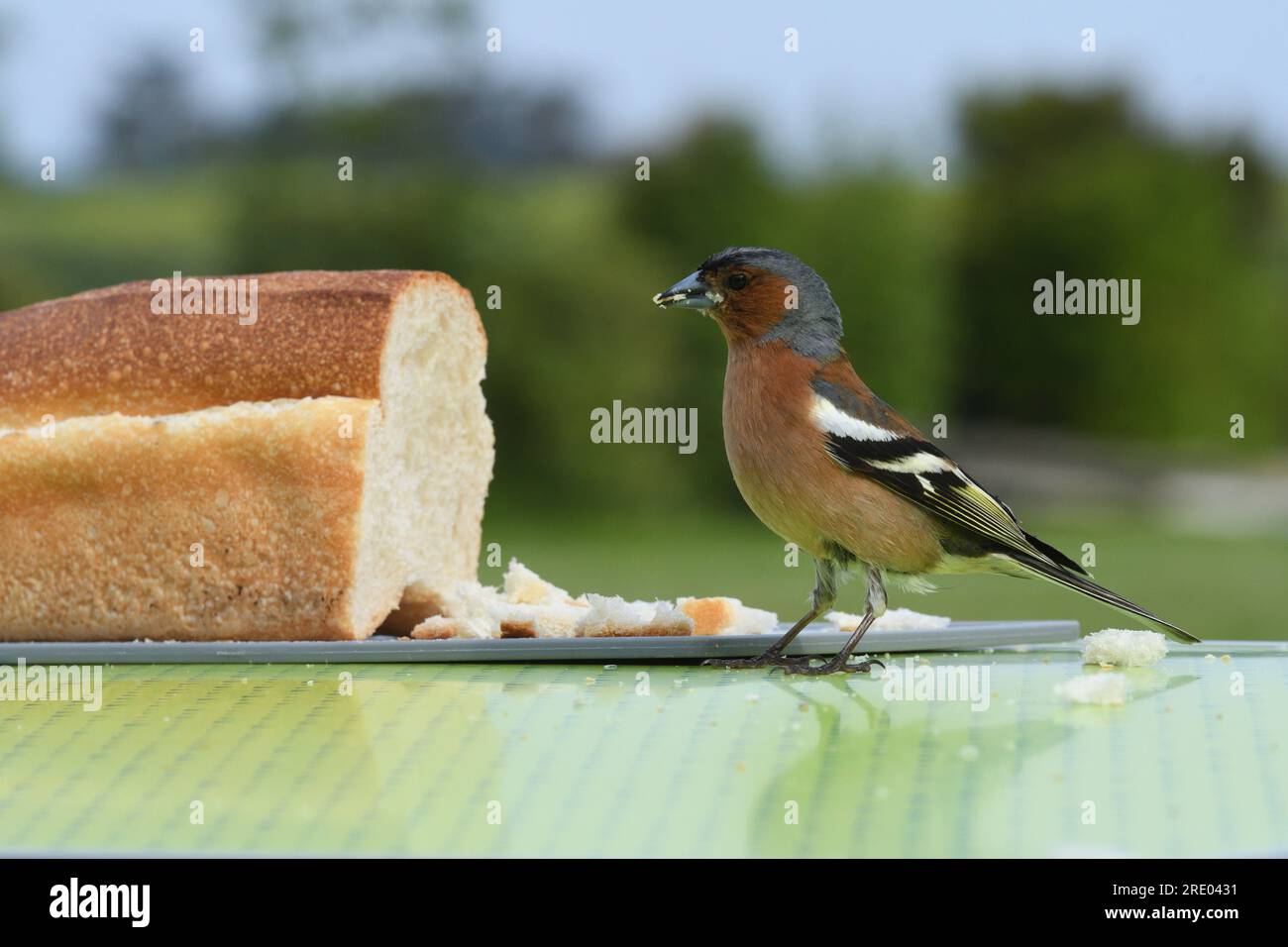 chaffinch (Fringilla coelebs), uomo che mangia da una baguette su un tavolo da campeggio, vista laterale, Francia, Bretagna, Erquy Foto Stock