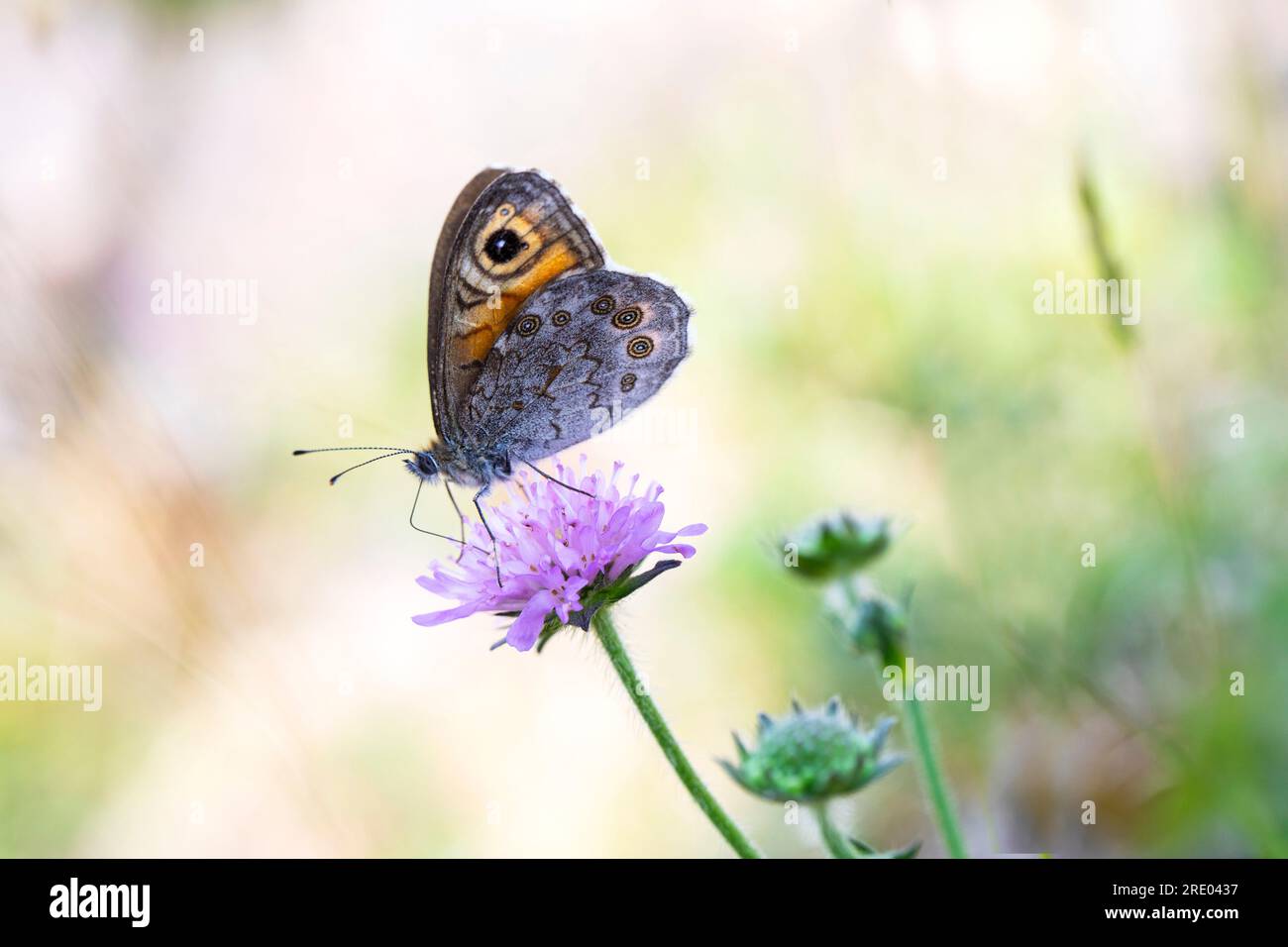 Large Wall Brown, Wood-nymph (Lasiommata maera), su un fiore viola pallido, vista laterale, Germania, Renania settentrionale-Vestfalia Foto Stock