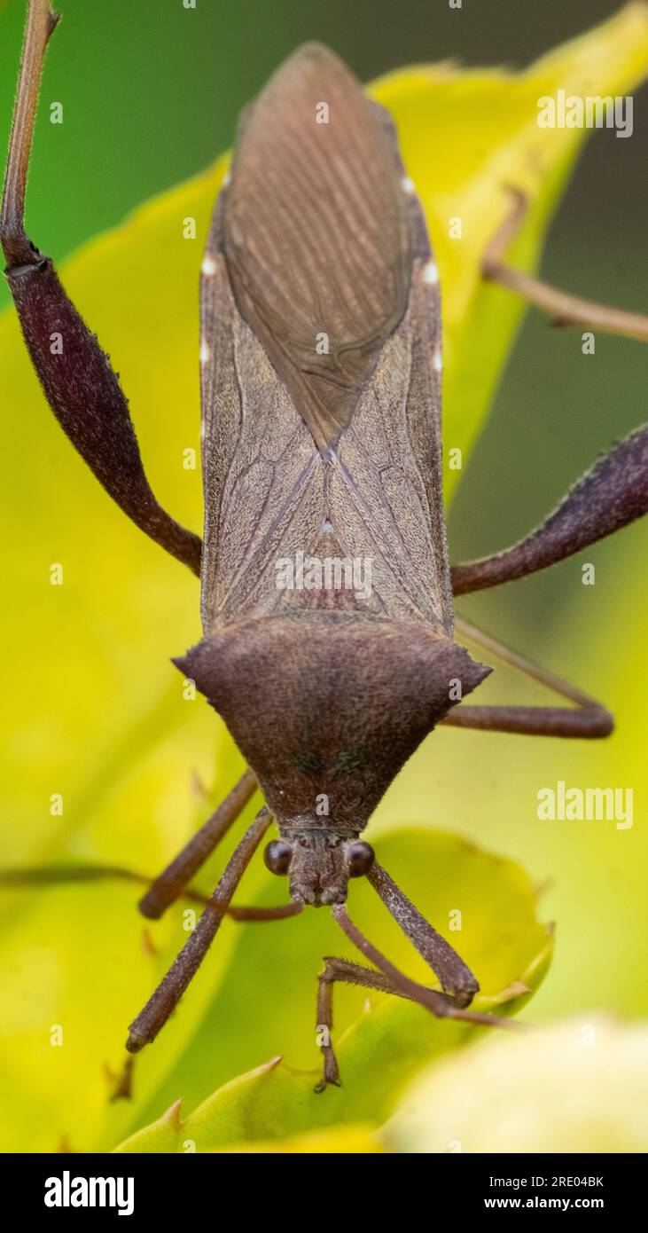 Bug Coreid, (famiglia Coreidae), chiamato anche bug del piede delle foglie o insetti da squash, una qualsiasi delle 2.000 specie di insetti ampiamente distribuiti (ordine Heteroptera), molti o Foto Stock