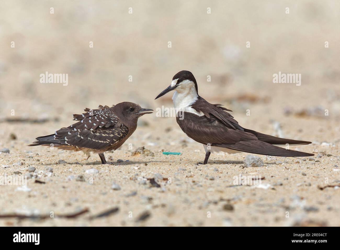 Terna di sooty (Sterna fuscata, Onychoprion fuscatus), il giovane è nutrito da genitori, Australia, Queensland, grande Barriera Corallina Foto Stock