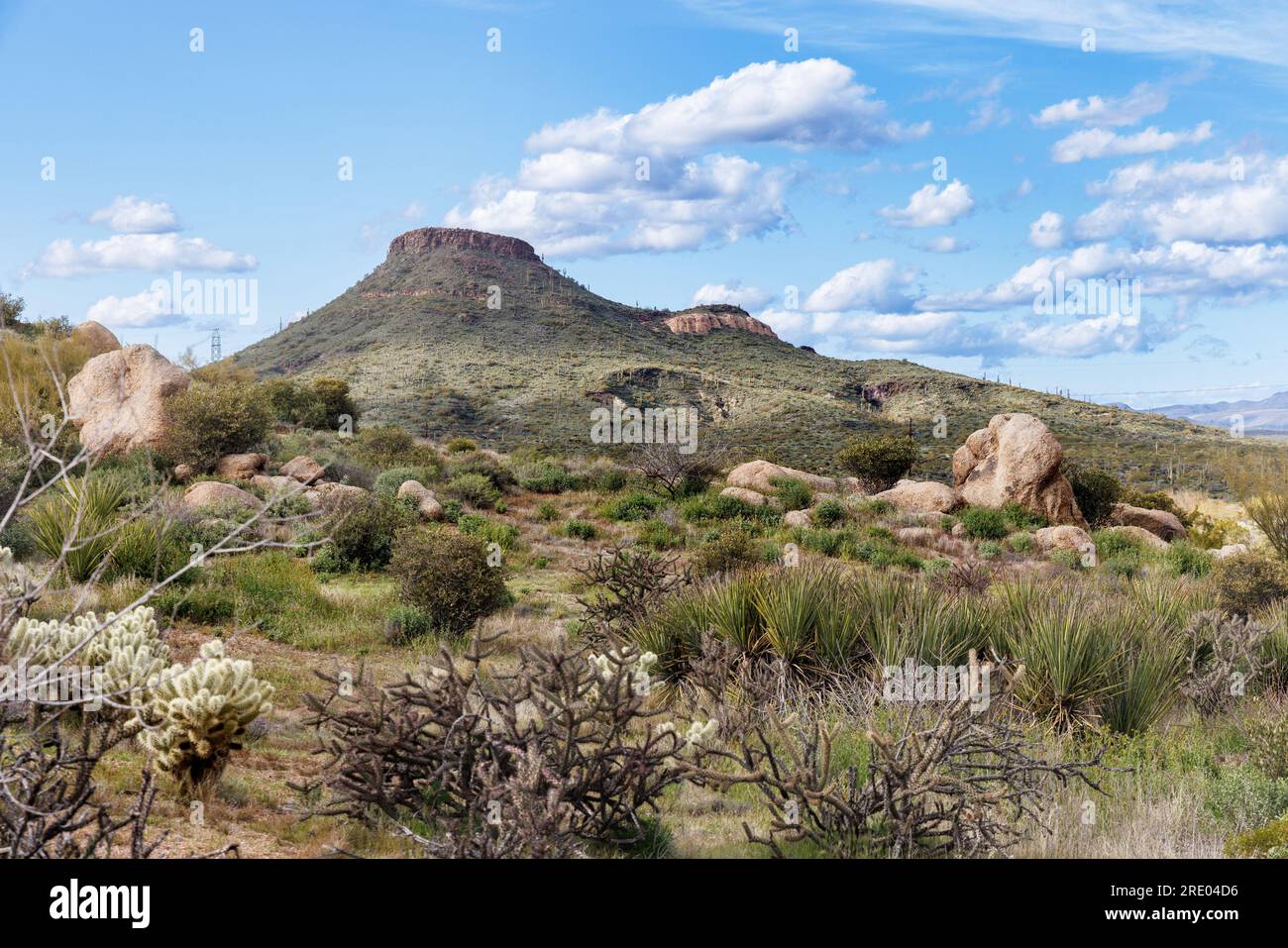 Brown Mountain con molti saguaro e vegetazione desertica, USA, Arizona, Brown's Ranch Trailhead, Scottsdale Foto Stock