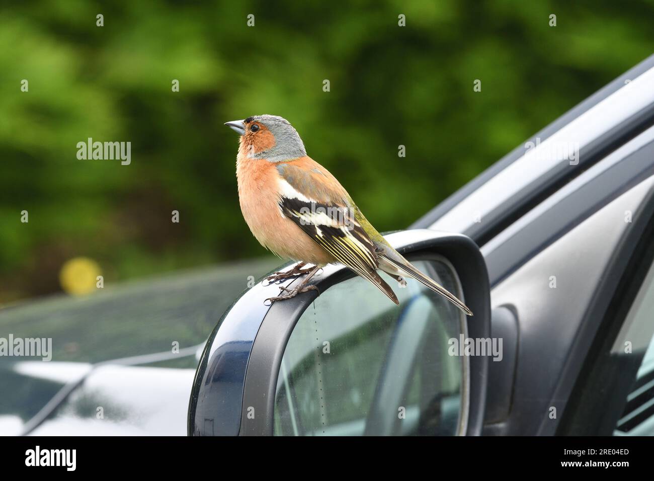 chaffinch (Fringilla coelebs), uomo appollaiato su uno specchietto retrovisore esterno, vista laterale, Francia, Bretagna, Erquy Foto Stock