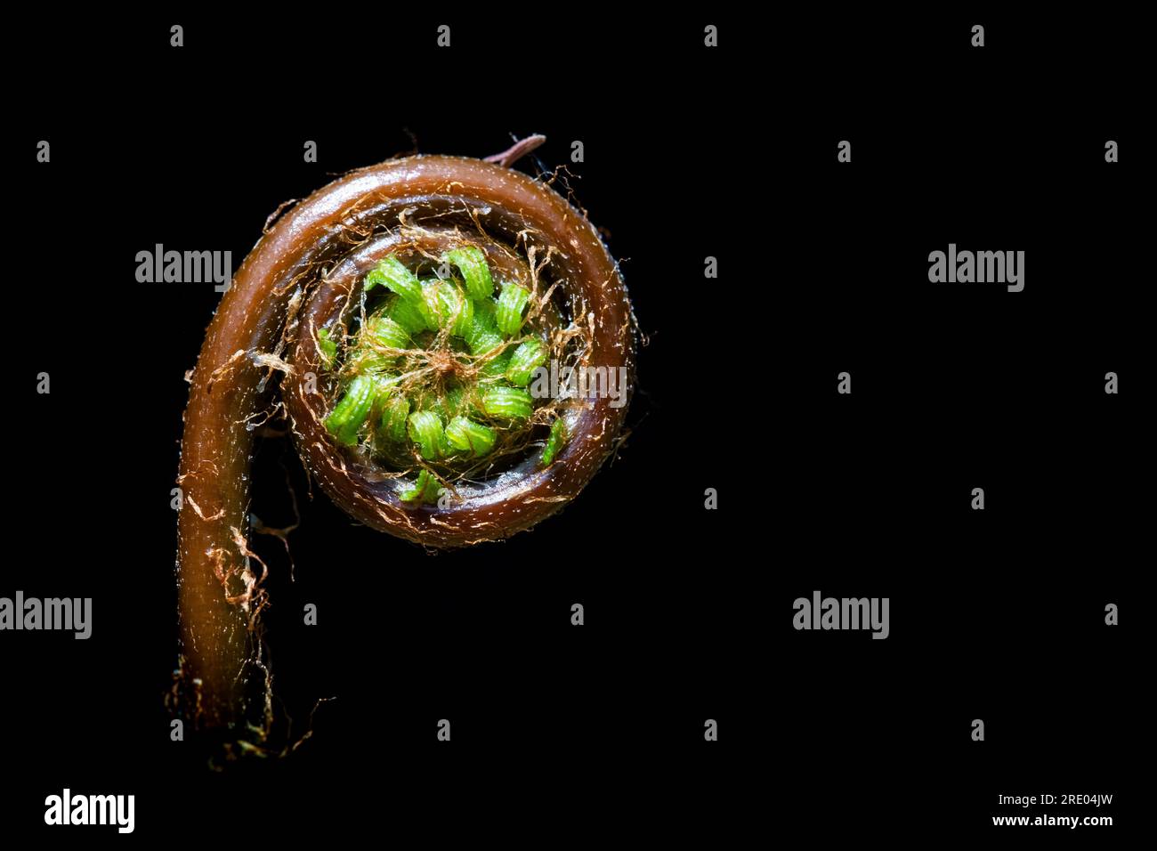 Felce dura, felce di cervo (Blechnum spicant, Struthiopteris spicant), fronda giovane su sfondo nero, Paesi Bassi Foto Stock