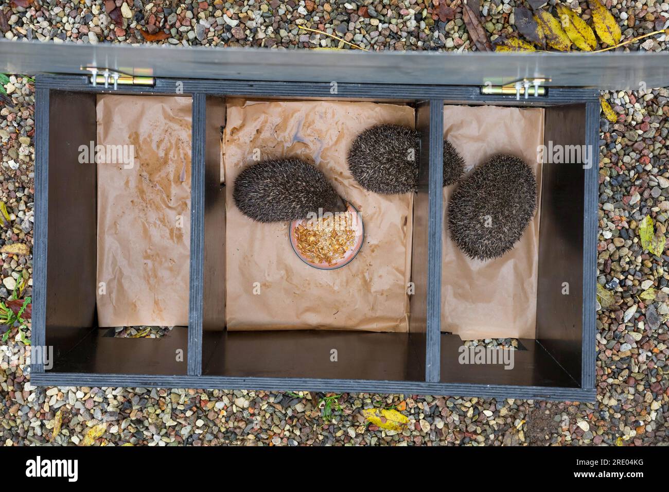 Riccio occidentale, riccio europeo (Erinaceus europaeus), ricci di riccio in una casa all'aperto, scatola fatta da sé per nutrire ricci Foto Stock