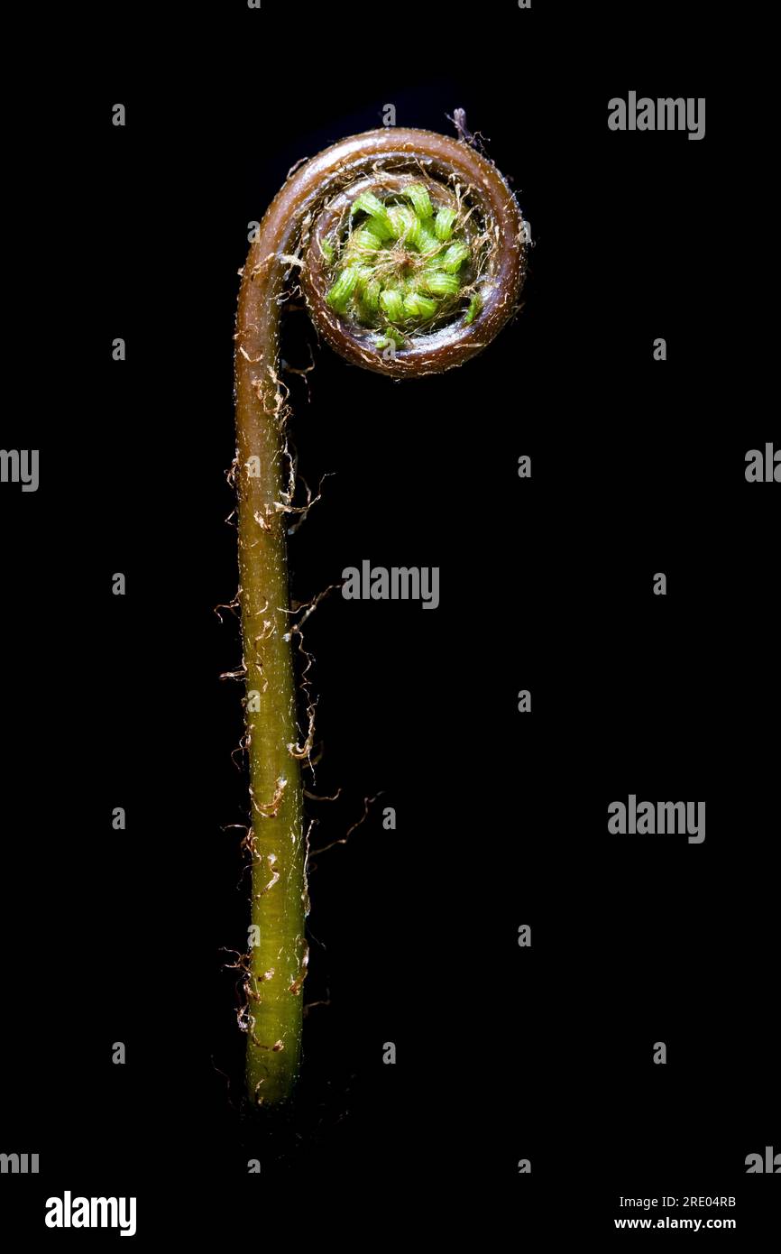 Felce dura, felce di cervo (Blechnum spicant, Struthiopteris spicant), fronda giovane su sfondo nero, Paesi Bassi Foto Stock