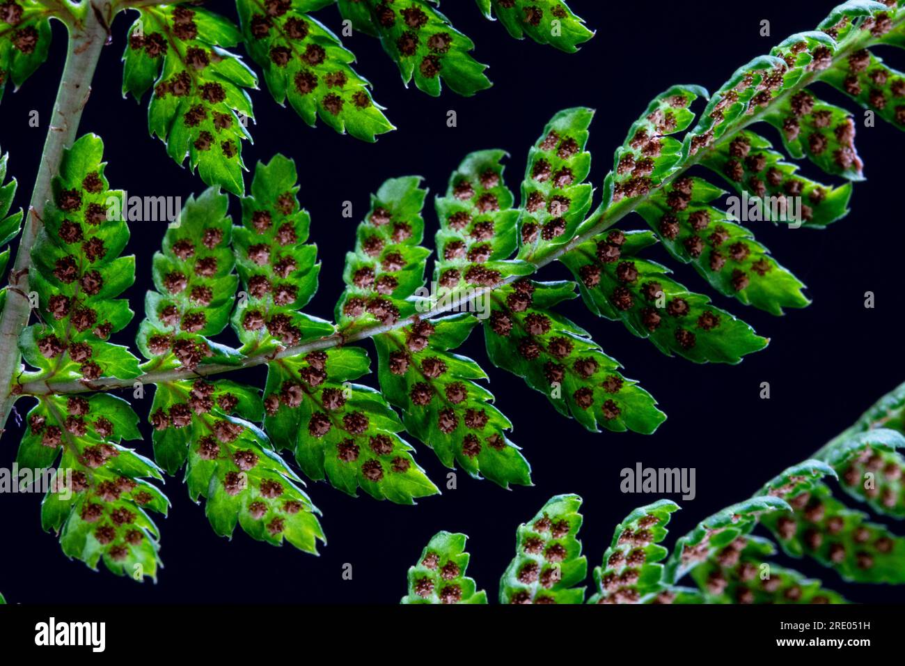 Felce a fianchi larghi (Dryopteris dilatata, Dryopteris austriaca), lato inferiore, volantini con sporangia su sfondo nero, Paesi Bassi Foto Stock