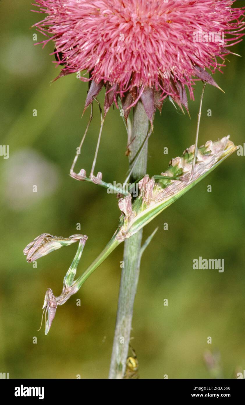 Mantide a testa conica (Empusa fasciata), donna in agguato sotto un fiore di cardo per la preda, vista laterale, Croazia, Istria, Rovigno Foto Stock