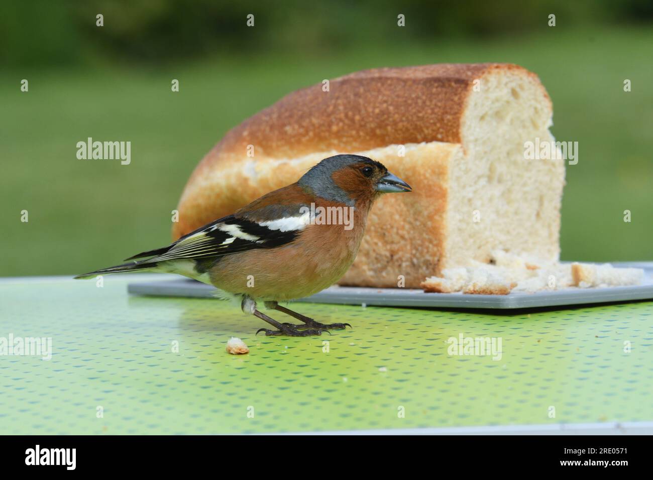 chaffinch (Fringilla coelebs), uomo che mangia da una baguette su un tavolo da campeggio, vista laterale, Francia, Bretagna, Erquy Foto Stock