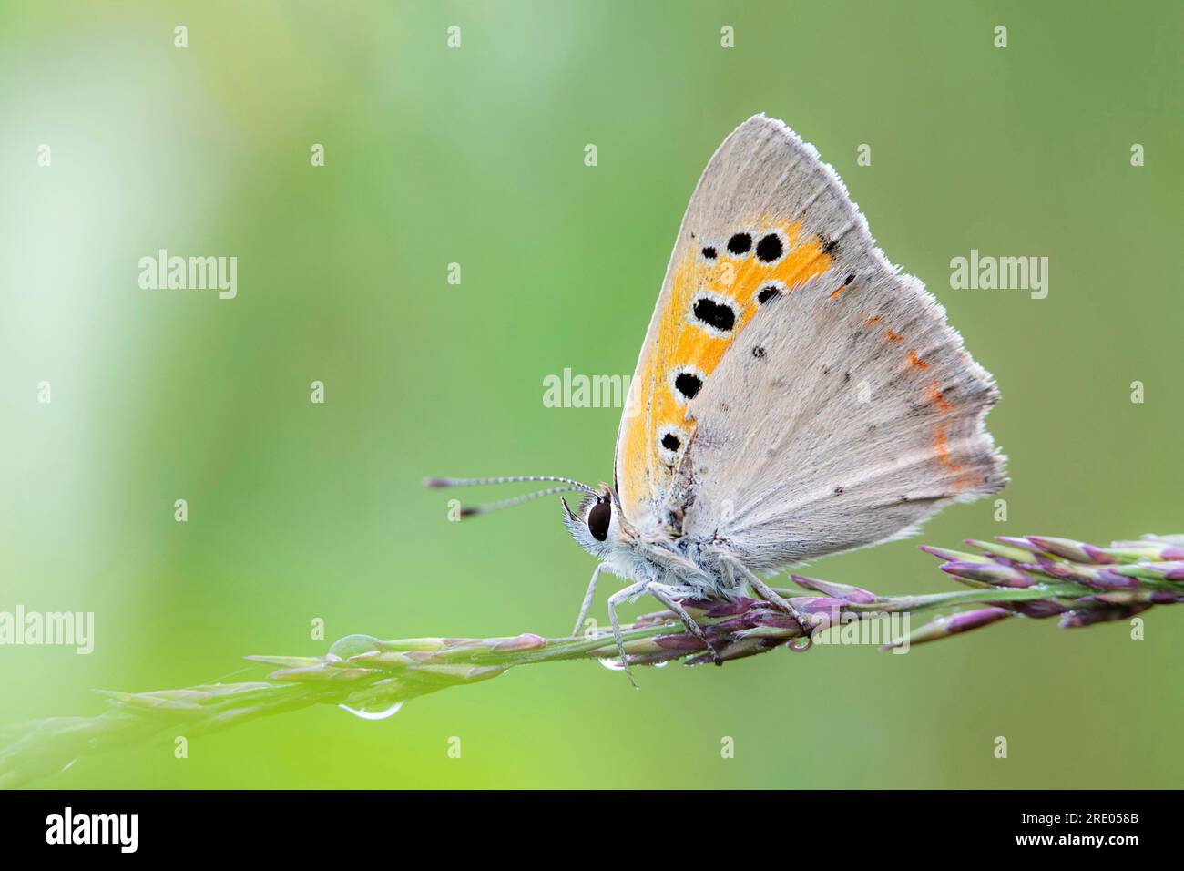 Piccolo rame (Lycaena phlaeas, Chrysophanus phlaeas), seduto in un'erba, Germania, Baviera Foto Stock