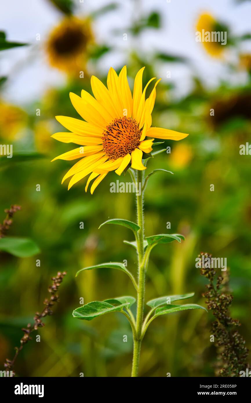 Splendido fiore giallo in un paesaggio estivo. Testa di girasole su sfondo naturale sfocato. Foto con una bassa profondità di campo. Foto Stock