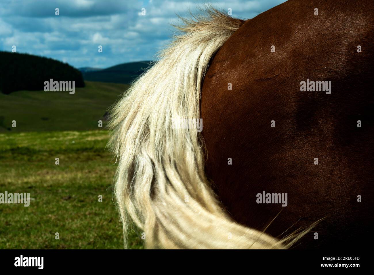 Coda di cavallo bianca selvatica, Francia Foto Stock