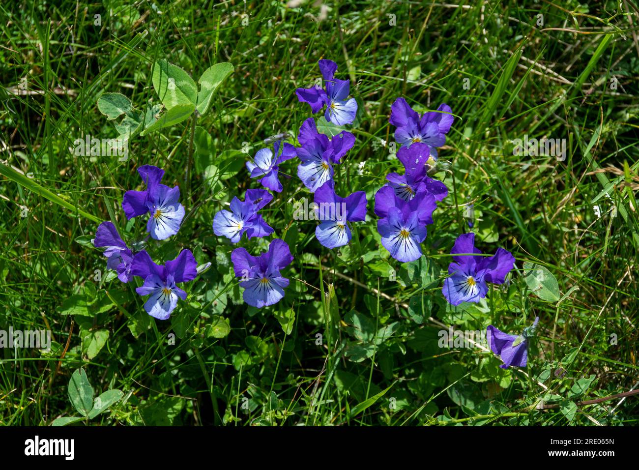 Viola blu (Viola) in un campo Foto Stock