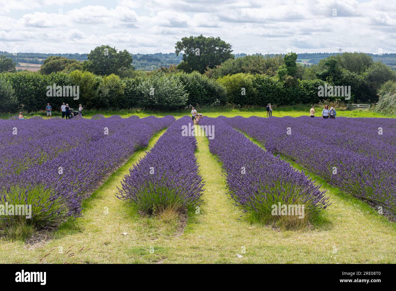 Campi di lavanda presso l'Hartley Farm Park vicino a Selborne, Hampshire, Inghilterra, Regno Unito, con i visitatori che si godono gli splendidi fiori viola a luglio Foto Stock