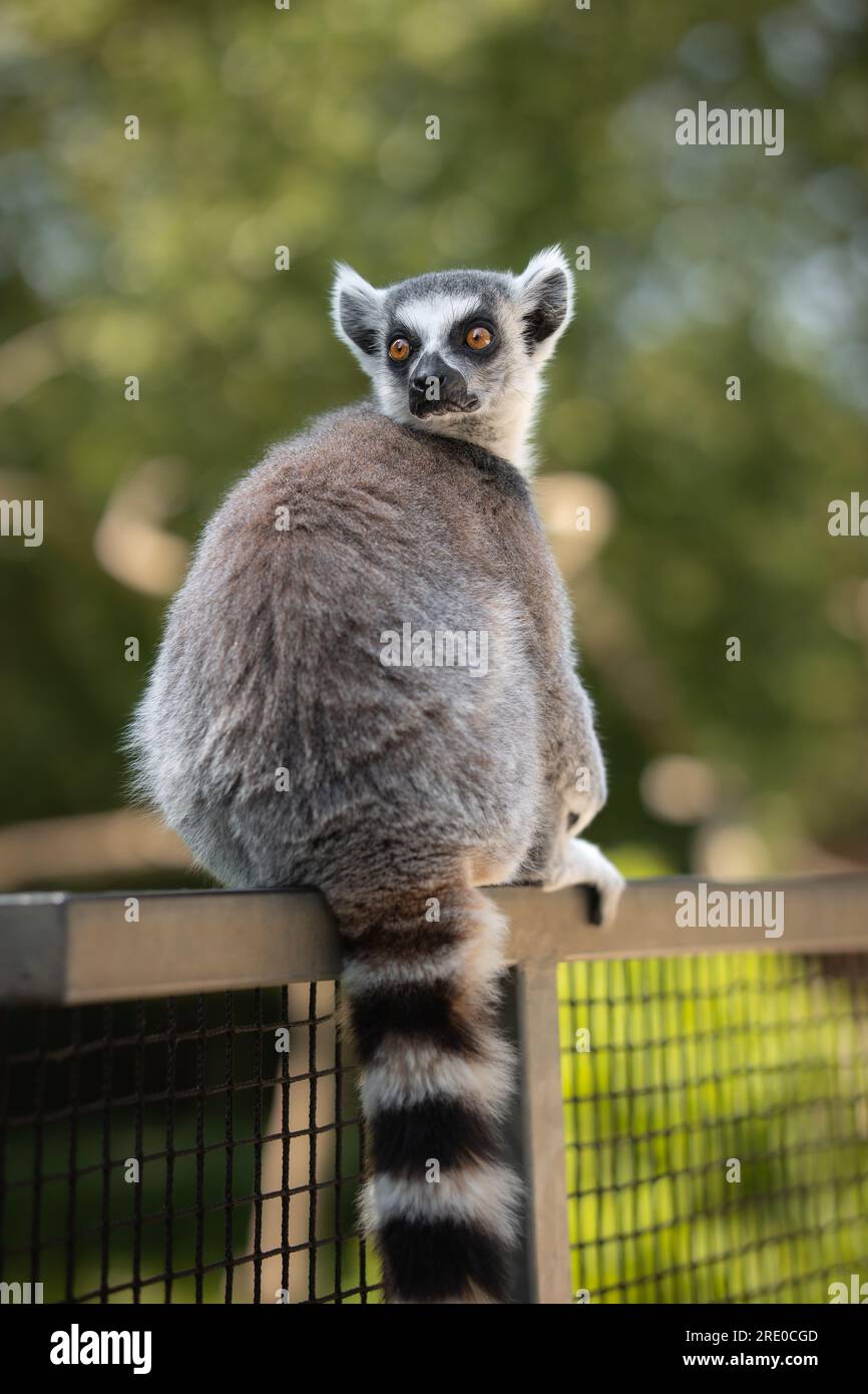 Lemur a coda di anello siede sulla Fence nel giardino zoologico. Verticale basso profondità di campo Ritratto animale di Lemur Catta in Zoo. Foto Stock