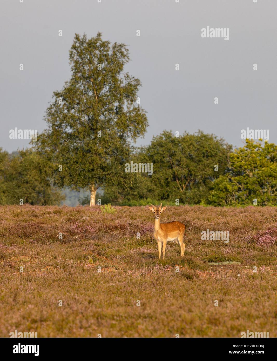 Un solo giovane cervo in mezzo a erica, alcuni dei quali sono in fiore viola, con un fondo di alberi e cespugli e un cielo grigio tutto in questo Foto Stock