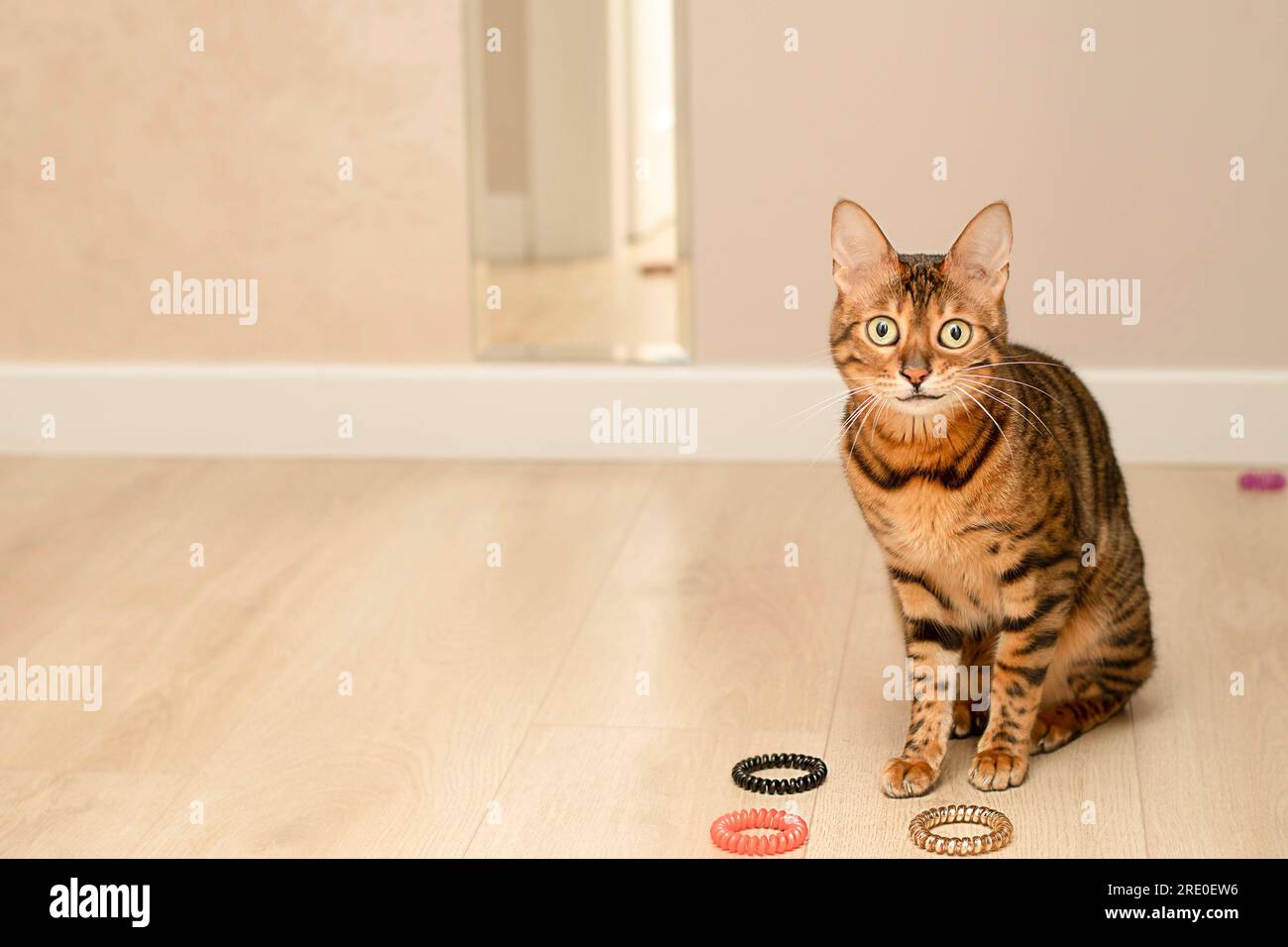 Animale. Il bellissimo gatto del bengala leopardato rosso gioca con fasce in gomma all'interno della casa. Sfondo beige. Concetto. Flashmob Ucraina. Foto Stock