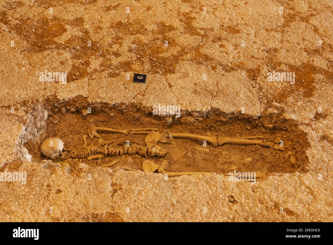 Inghilterra, Sussex, West Sussex, Chichester, Fishbourne Roman Palace, Resti di scheletro umano Foto Stock