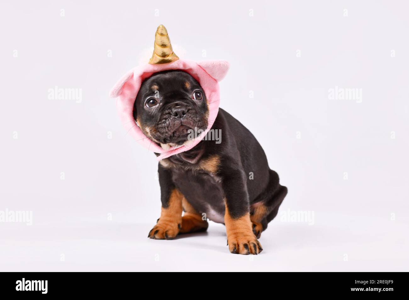 Cucciolo di cane Bulldog francese Tan con grazioso cappello rosa unicorno con corno dorato Foto Stock