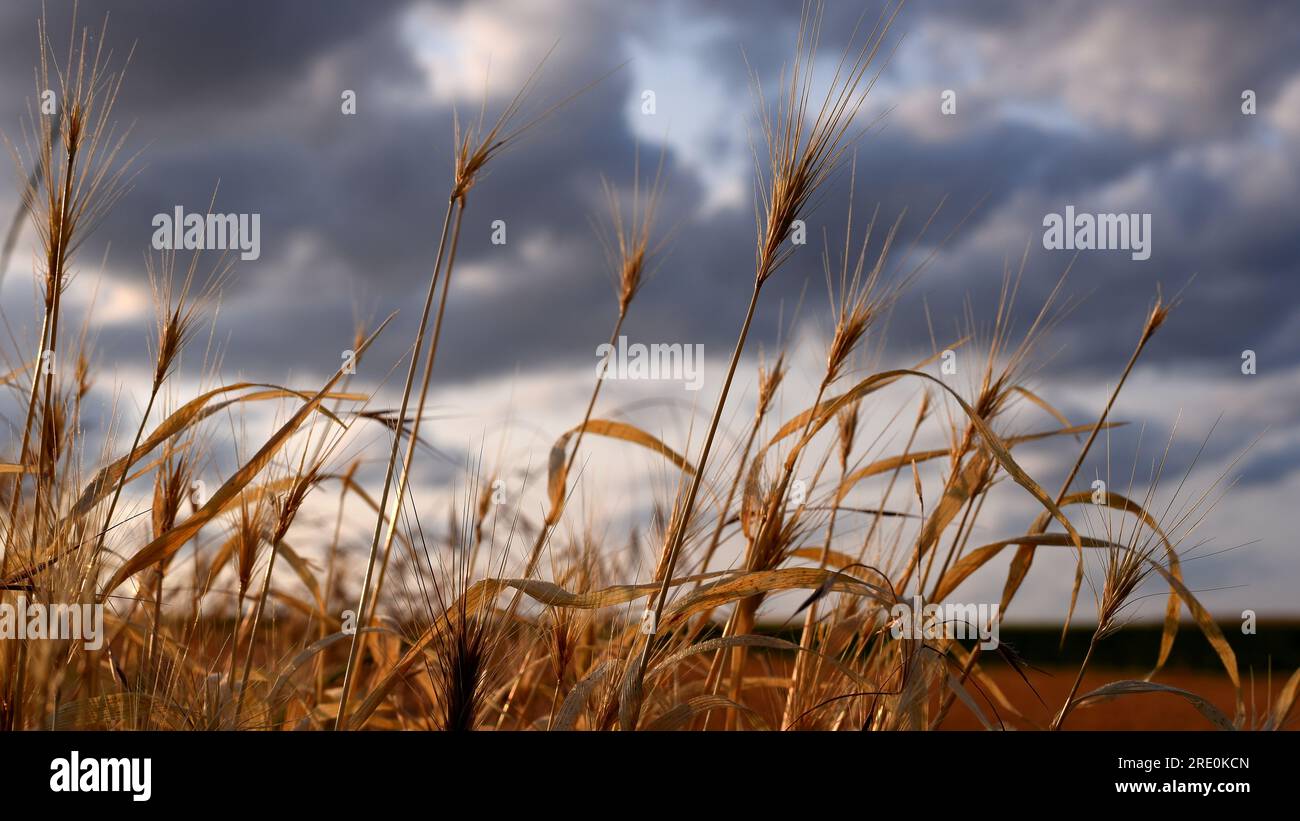 Un campo di grano da raccolta giallo con cielo nuvoloso Foto Stock