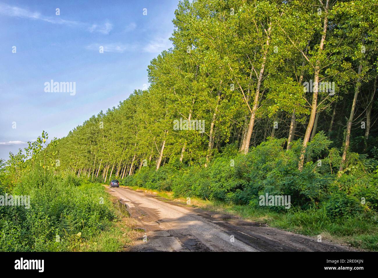 Alberi sul bordo della foresta piegati sotto l'influenza del vento. Foto Stock