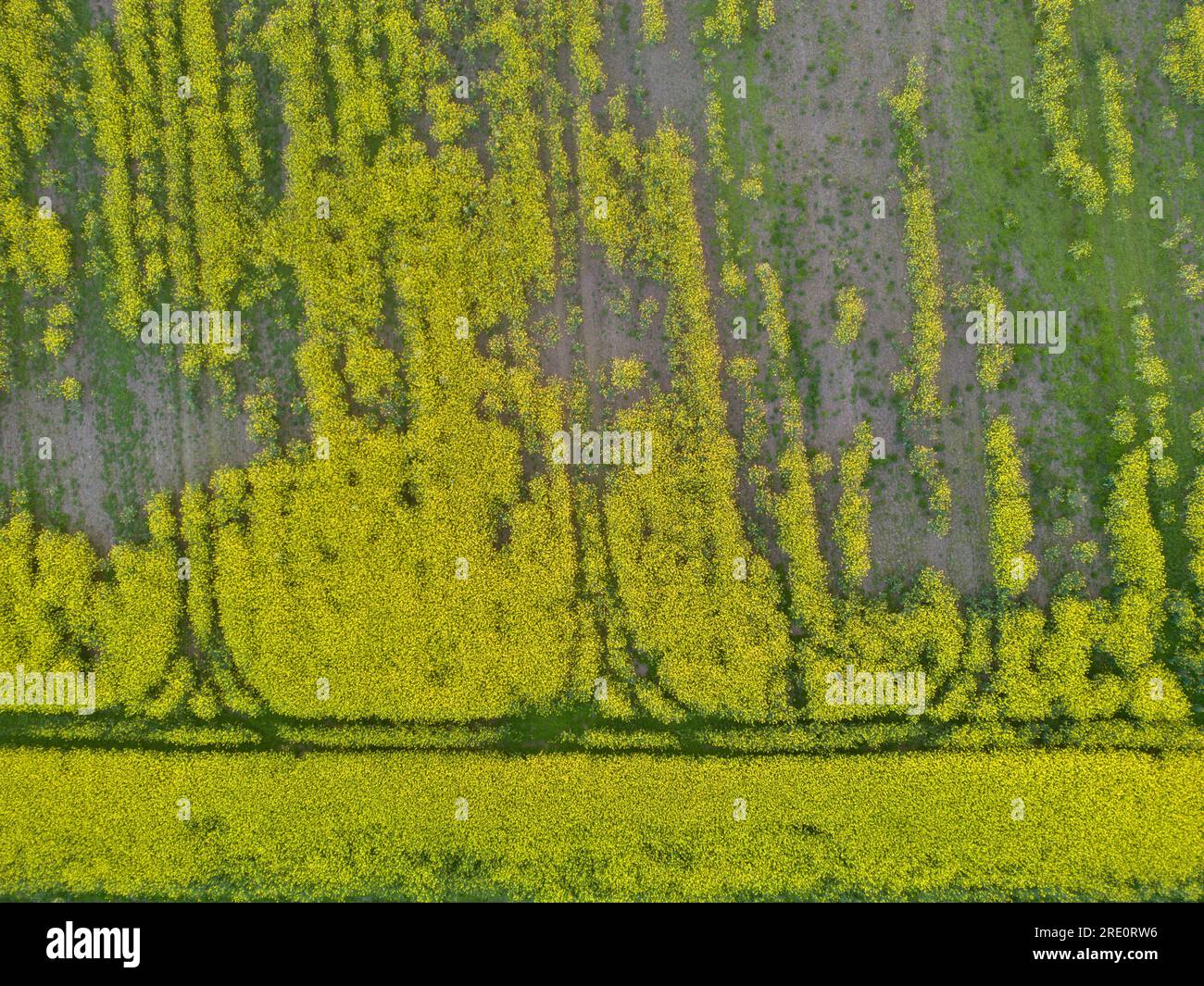 Immagini aeree di terreni agricoli britannici che mostrano i confini del campo e le tracce dei veicoli, South Shropshire, Inghilterra, Regno Unito Foto Stock