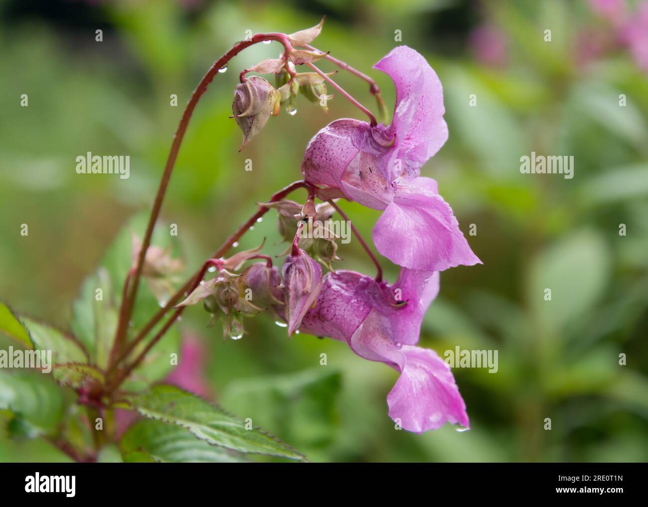 Balsamo himalayano, Durham, Regno Unito Foto Stock