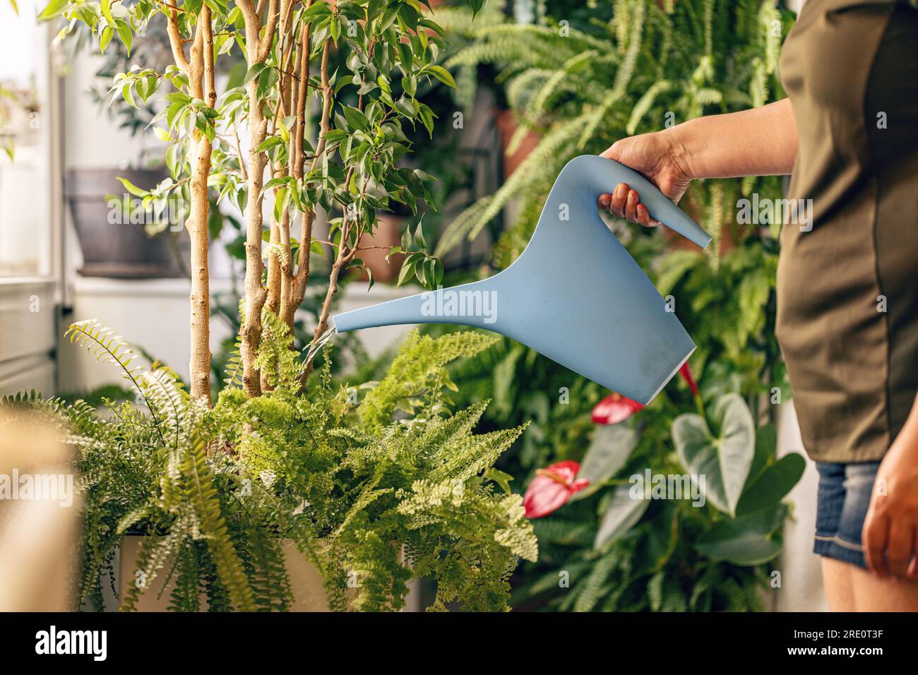 Donna che si prende cura e annaffiano piante domestiche con una bottiglia spray a casa Foto Stock