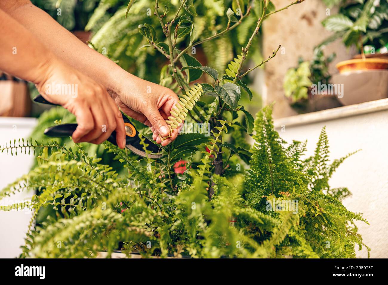 La donna si prende cura delle piante domestiche. Interni della giungla urbana. Foto Stock