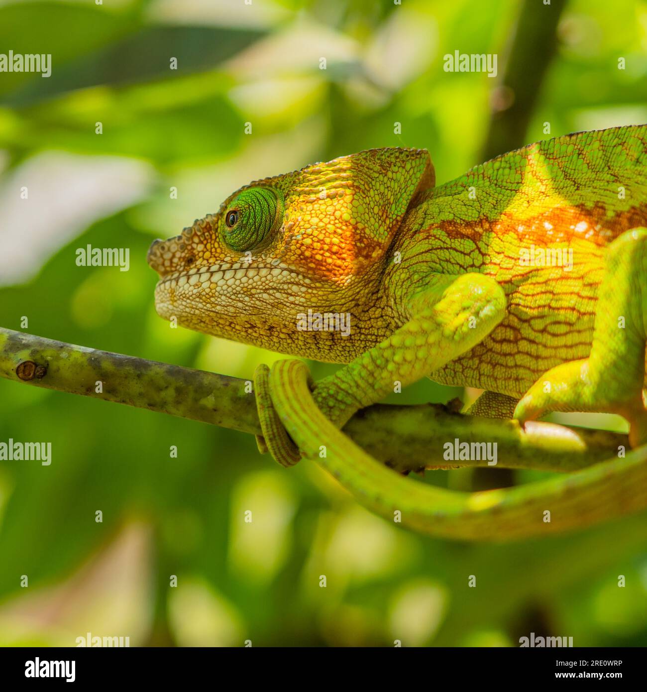 Camaleonte verde con linea braun sul ramo con foglie verdi, primo piano, Madagascar Foto Stock