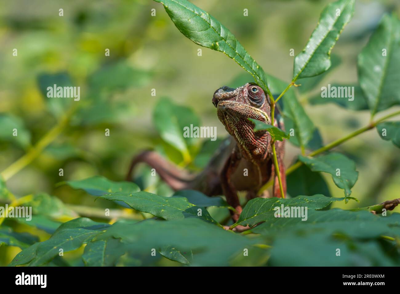 Primo piano con la testa di Chameleon di colore rosso marrone su un'abranch con foglie verdi, Madagascar Foto Stock