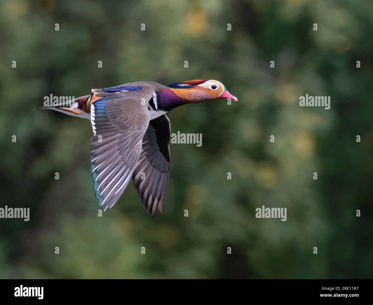 Anatra mandarina (Aix galericulata) drake in volo su uno stagno boschivo, Forest of Dean, Gloucestershire, Regno Unito, ottobre. Foto Stock