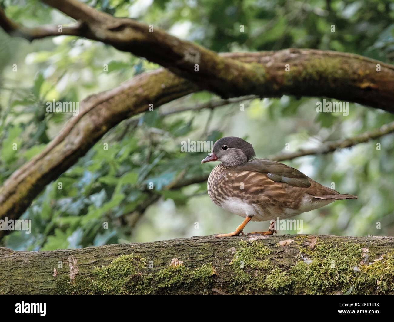 Anatra mandarina (Aix galericulata) drake in estate eclissi plumage camminare su un ramo di albero sopra uno stagno boschivo, Forest of Dean, Gloucestershire, Regno Unito Foto Stock