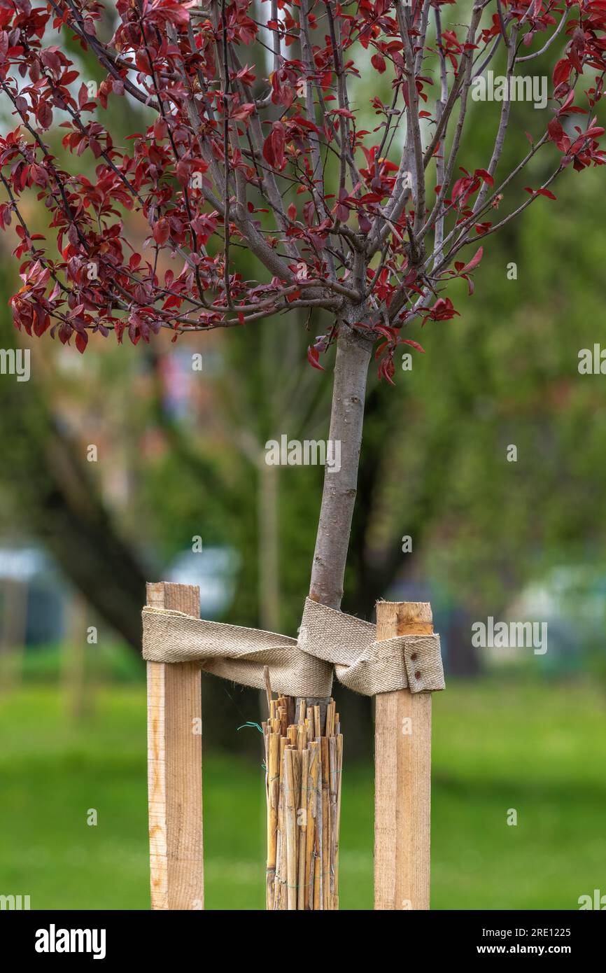 Albero appena piantato schermato con matting del pettine, che rappresenta il concetto della stanza dei bambini della pianta. Messa a fuoco selettiva Foto Stock