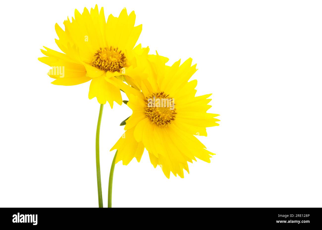 Coreopsis isolato su sfondo bianco Foto Stock