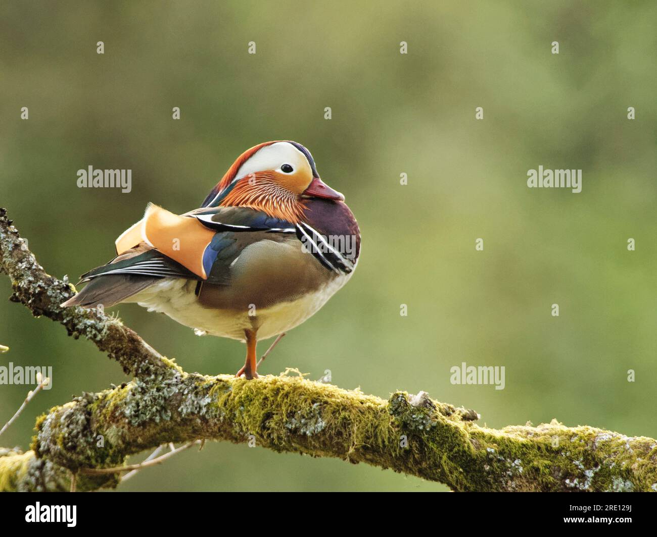 Anatra mandarina (Aix galericulata) drake arroccato su un ramo di albero che sovrasta uno stagno boschivo al crepuscolo, Forest of Dean, Gloucestershire, Regno Unito, aprile. Foto Stock