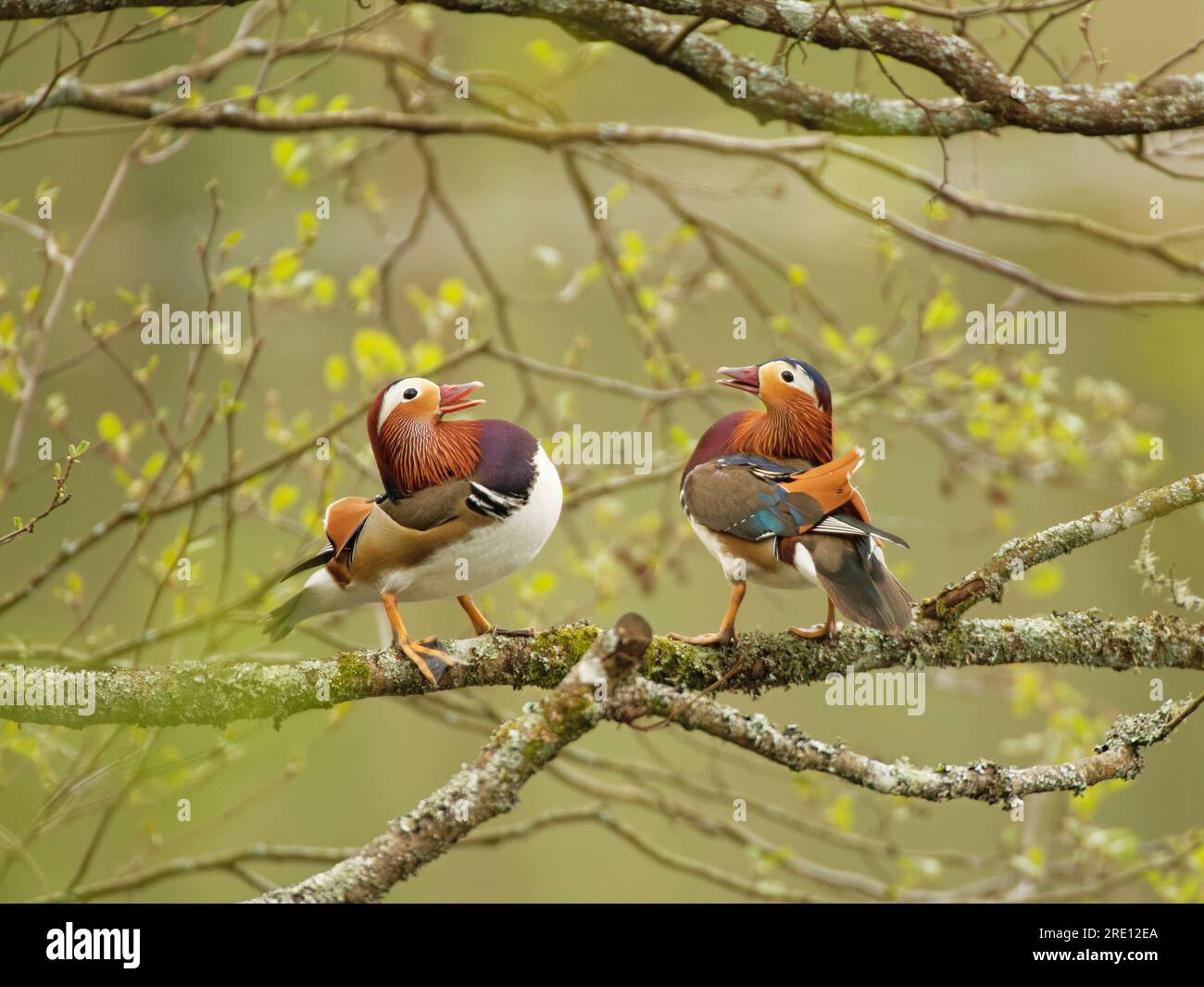 L'anatra mandarina (Aix galericulata) si becca mentre si arrocca su un ramo di albero sopra uno stagno boschivo in primavera, Forest of Dean, Gloucs, Regno Unito Foto Stock