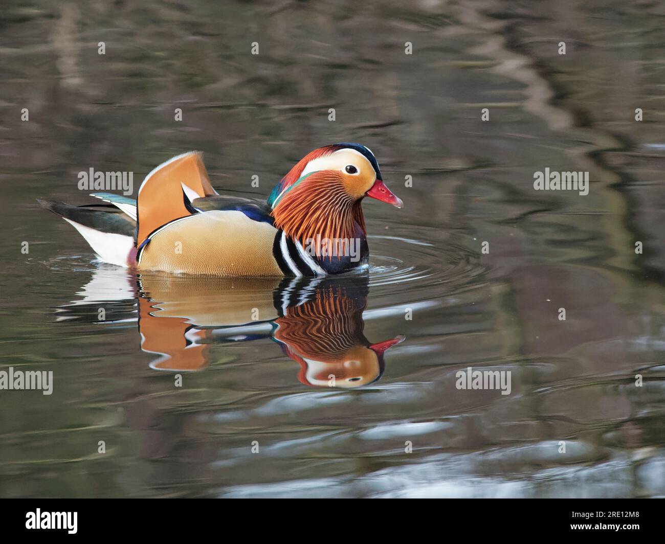 Anatra mandarina (Aix galericulata) drake si riflette in acqua mentre nuota su uno stagno boschivo, Forest of Dean, Gloucestershire, Regno Unito, gennaio. Foto Stock