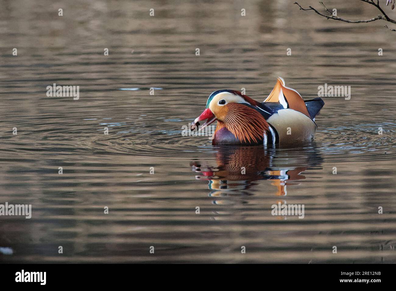 Anatra mandarina (Aix galericulata) drake nuota con una ghianda di quercia (Quercus robur) per cui si è tuffato in uno stagno boschivo, Forest of Dean, Gloucestershire, Regno Unito. Foto Stock