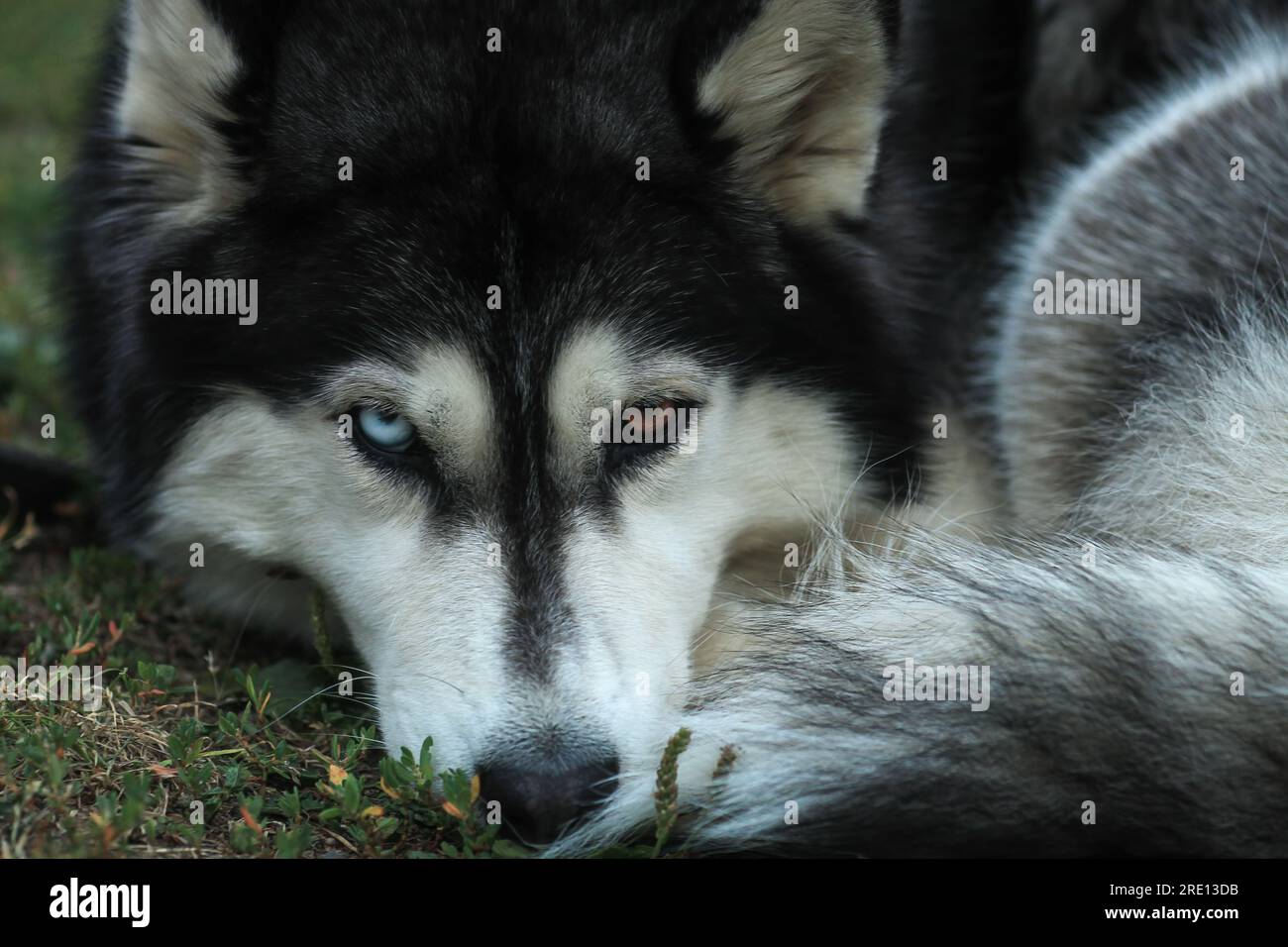 Ritratto Husky siberiano con occhi di colore diverso. Colpo alla testa adorabile cucciolo domestico con occhio blu e marrone eterocromia. Testa di cane purosangue con spirito Foto Stock