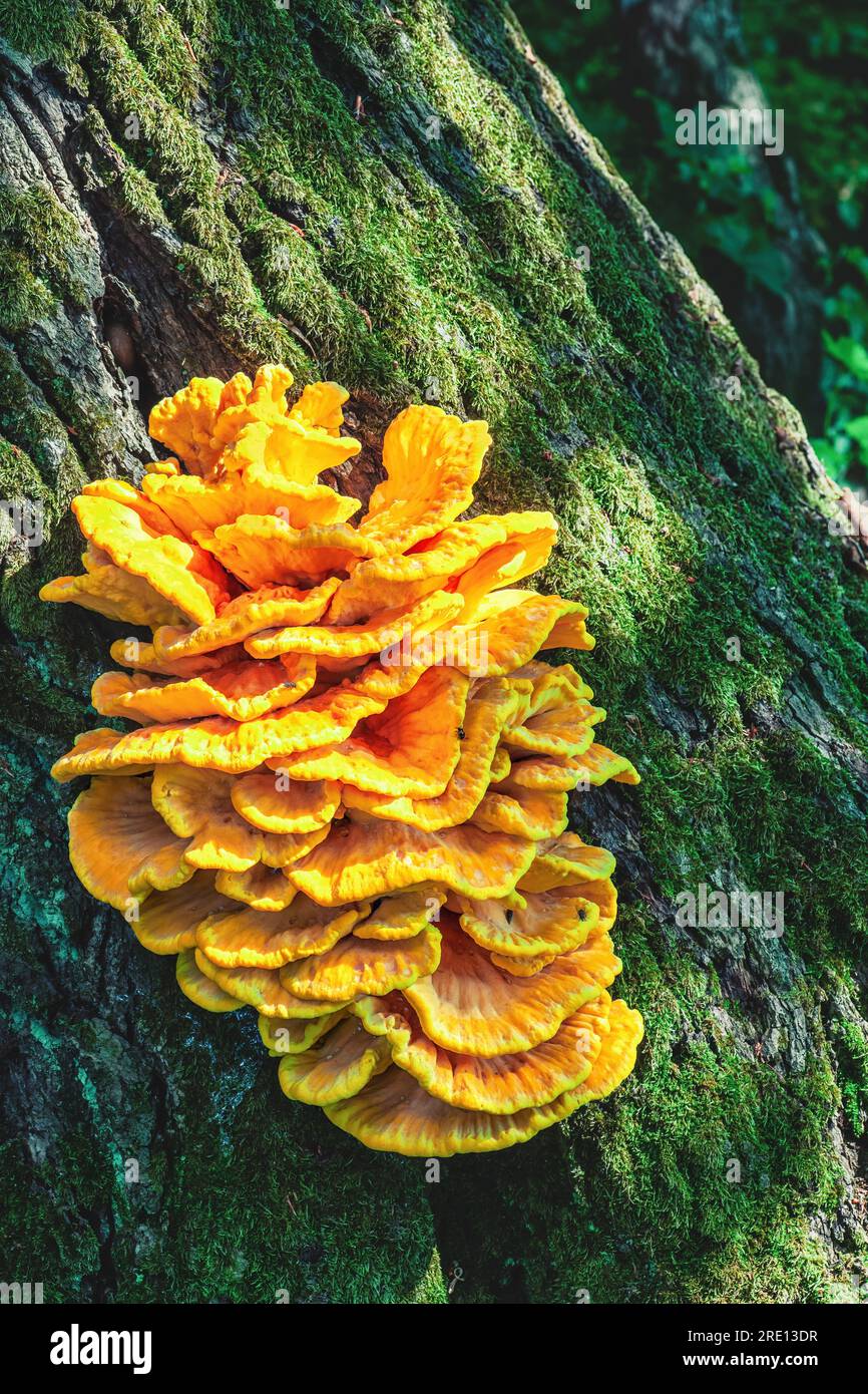 Grande pollo giallo dei funghi del bosco che crescono sulla corteccia degli alberi nella soleggiata foresta estiva. Il fungo della staffa di Laetiporus sulfureus cresce sul tronco dell'albero. Grande Foto Stock
