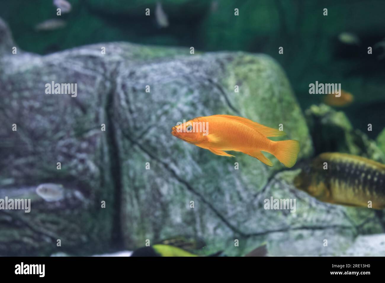 Pesci ciclidi al limone che nuotano nell'acquario. Neolamprologus leupi Orange nuota nel serbatoio del pesce. Ciclidi dal lago Tanganica in Africa, vista laterale Foto Stock