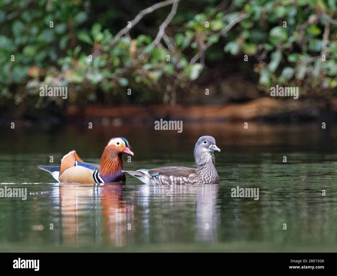 Coppia di anatra mandarina (Aix galericulata) che nuota su uno stagno boschivo, Forest of Dean, Gloucestershire, Regno Unito, ottobre. Foto Stock
