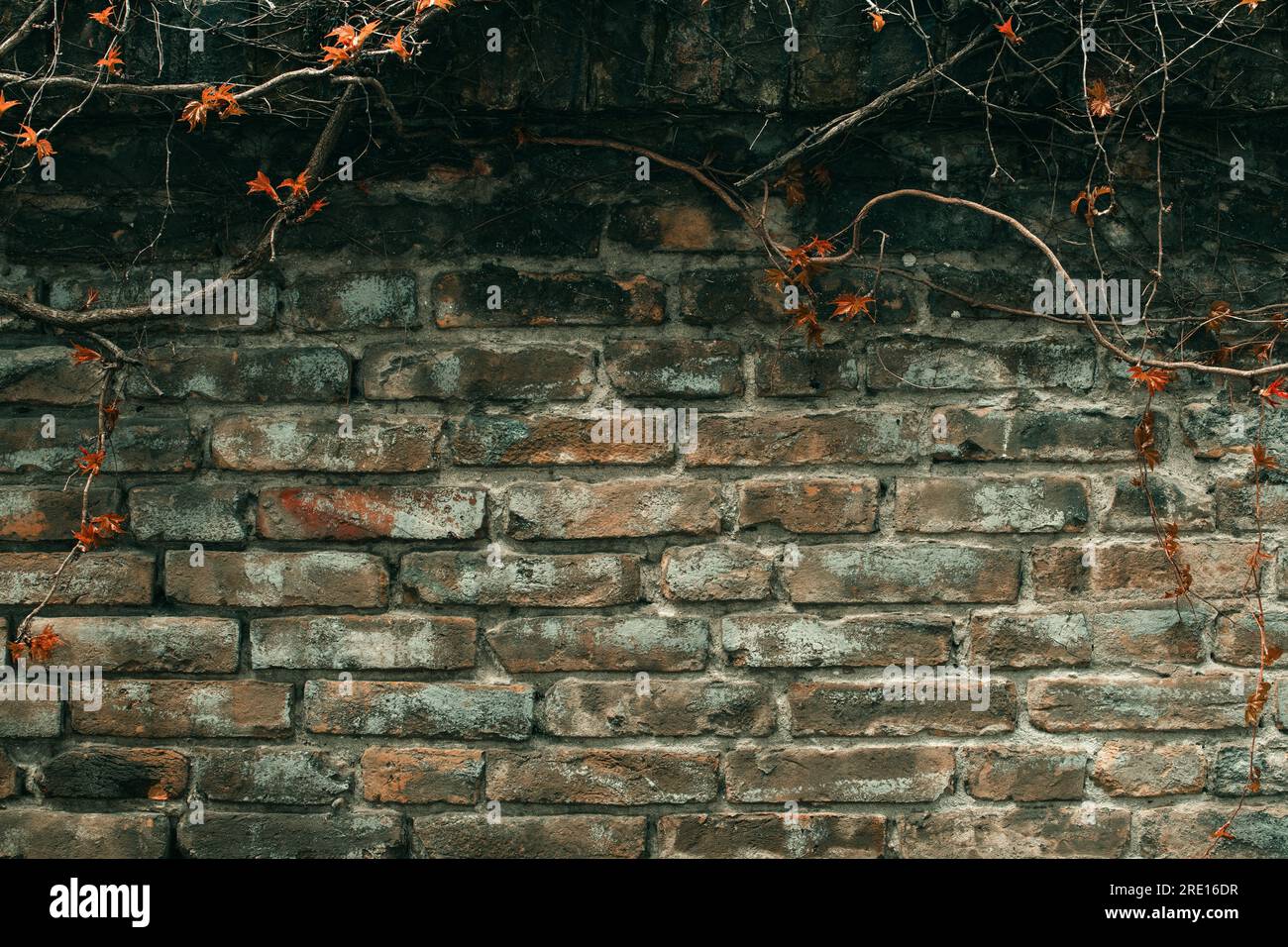 Vecchio muro fatto di mattoni rustici con pianta strisciante appassita come sfondo dei social media, immagine tonica Foto Stock