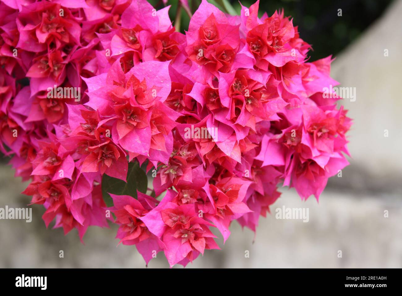 Cultivar "grande Bougainvillea" (Bougainvillea spectabilis) con bratti rosa intenso: (Pix Sanjiv Shukla) Foto Stock